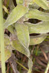 Pineland goldenaster